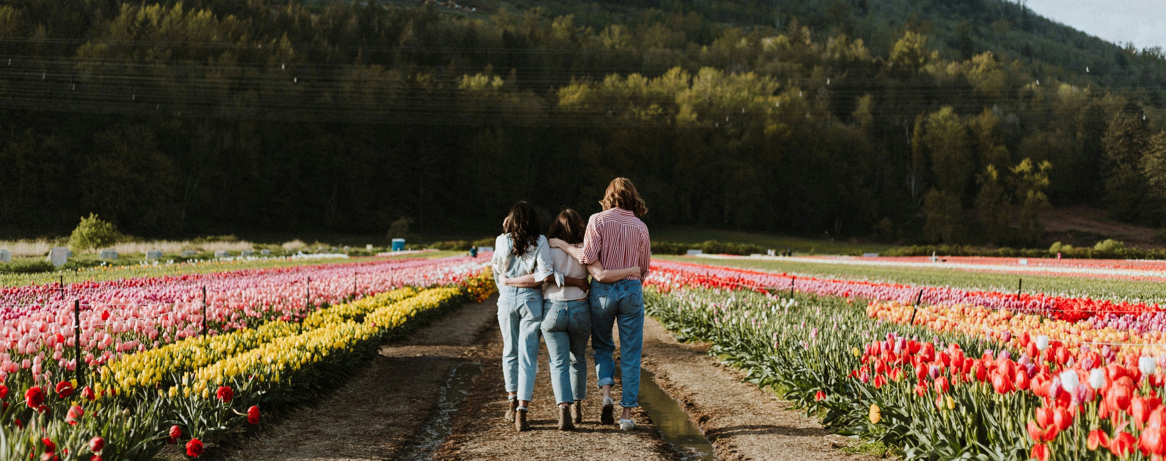 Three people walking through a tulip field with a mountainous background